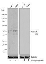 Phospho-MEK1 (Ser217, Ser221) Antibody in Western Blot (WB)