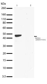 Phospho-MEK1 (Ser217, Ser221) Antibody in Western Blot (WB)