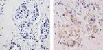 Phospho-EIF2S1 (Ser51) Antibody in Immunohistochemistry (Paraffin) (IHC (P))