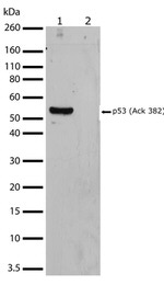 Acetyl-p53 (Lys382) Antibody in Western Blot (WB)