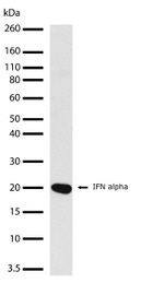 IFN alpha Recombinant Rabbit Monoclonal Antibody (9H1L1)