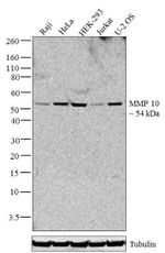 MMP10 Antibody in Western Blot (WB)