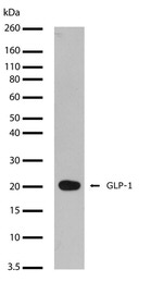 GLP-1 Recombinant Rabbit Monoclonal Antibody (24H1L3)