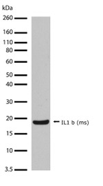 IL-1 beta Recombinant Rabbit Monoclonal Antibody (17H18L16)