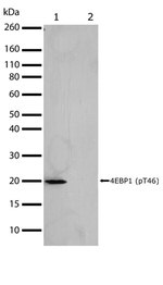 Phospho-4EBP1 (Thr46) Antibody in Western Blot (WB)