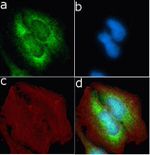 TIMP4 Recombinant Rabbit Monoclonal Antibody (13H4L13)
