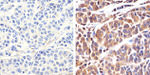 S100B Antibody in Immunohistochemistry (Paraffin) (IHC (P))
