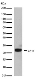 CNTF Recombinant Rabbit Monoclonal Antibody (4H19L11)