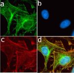 CD56 Antibody in Immunocytochemistry (ICC/IF)