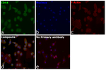 CD44 Recombinant Rabbit Monoclonal Antibody (19H8L4)
