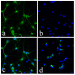 Synaptophysin Recombinant Rabbit Monoclonal Antibody (8H2L12)