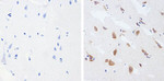 Phospho-Tau (Thr181) Recombinant Rabbit Monoclonal Antibody (5H9L11)