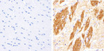 Phospho-Tau (Thr181) Antibody in Immunohistochemistry (Paraffin) (IHC (P))