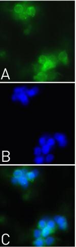EGF Recombinant Rabbit Monoclonal Antibody (3H11L6)