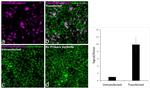 DYKDDDDK Tag Antibody in Immunocytochemistry (ICC/IF)