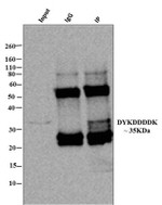 DYKDDDDK Tag Antibody in Immunoprecipitation (IP)