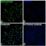 OCT4 Recombinant Rabbit Monoclonal Antibody (3H8L6), Alexa Fluor™ Plus 488