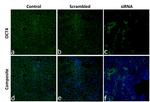 OCT4 Antibody in Immunocytochemistry (ICC/IF)