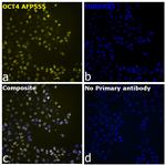OCT4 Recombinant Rabbit Monoclonal Antibody (3H8L6), Alexa Fluor™ Plus 555