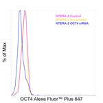 OCT4 Antibody in Flow Cytometry (Flow)