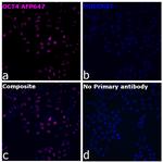 OCT4 Antibody in Immunocytochemistry (ICC/IF)