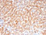 Transferrin (Early Marker of Oligodendrocytes) Monoclonal Antibody (TF/4794)