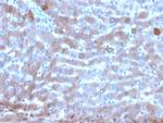 Transferrin (Early Marker of Oligodendrocytes) Monoclonal Antibody (TF/4795)