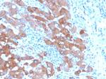 Transferrin (Early Marker of Oligodendrocytes) Antibody in Immunohistochemistry (Paraffin) (IHC (P))