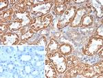 Transferrin (Early Marker of Oligodendrocytes) Antibody in Immunohistochemistry (Paraffin) (IHC (P))
