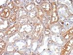 Transferrin (Early Marker of Oligodendrocytes) Antibody in Immunohistochemistry (Paraffin) (IHC (P))