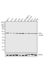 WNT4 Recombinant Rabbit Monoclonal Antibody (9H2L10)
