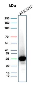 TFAM/TCF6 (Transcription factor A mitochondrial)/mtTFA Antibody in Western Blot (WB)