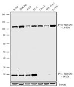 EVI1 Antibody in Western Blot (WB)