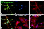 TPH2 Antibody in Immunocytochemistry (ICC/IF)