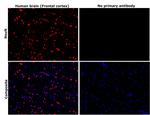 NeuN Antibody in Immunohistochemistry (Paraffin) (IHC (P))