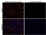 NeuN Antibody in Immunohistochemistry (Paraffin) (IHC (P))