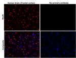 NeuN Antibody in Immunohistochemistry (Paraffin) (IHC (P))