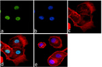 Histone H3 Recombinant Rabbit Monoclonal Antibody (17H2L9)
