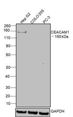 CEACAM1 Recombinant Rabbit Monoclonal Antibody (3H9L7)