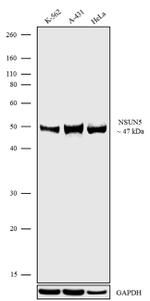 NSUN5 Recombinant Rabbit Monoclonal Antibody (9H9L15)