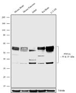 PTF1A Recombinant Rabbit Monoclonal Antibody (12H4L4)