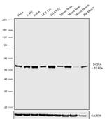 Bora Antibody in Western Blot (WB)