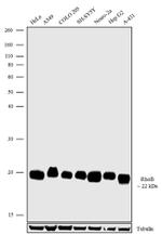 RhoB Antibody in Western Blot (WB)