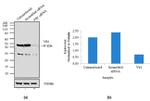 YBX1 Antibody in Western Blot (WB)