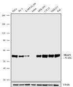 TRAF2 Recombinant Rabbit Monoclonal Antibody (12H7L9)
