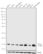CCL21 Recombinant Rabbit Monoclonal Antibody (6H4L18)