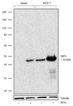 IRF9 Antibody in Western Blot (WB)