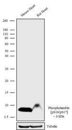 Phospho-Phospholamban (Ser16, Ser17) Recombinant Rabbit Monoclonal Antibody (8 H4L6)