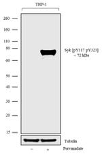 Phospho-Syk (Tyr323, Tyr317) Antibody in Western Blot (WB)