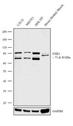 FXR1 Antibody in Western Blot (WB)